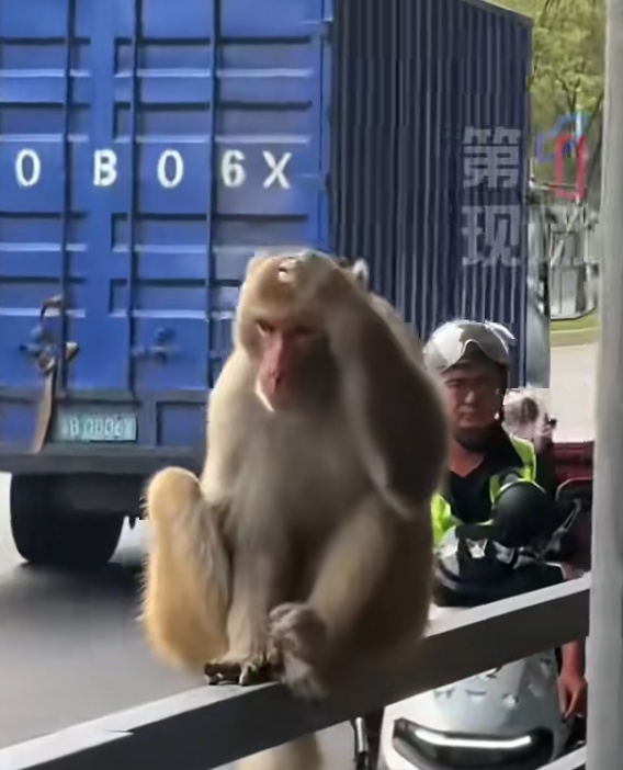 深圳街头猴哥悠闲“逛街”，多次抓捕都没成功