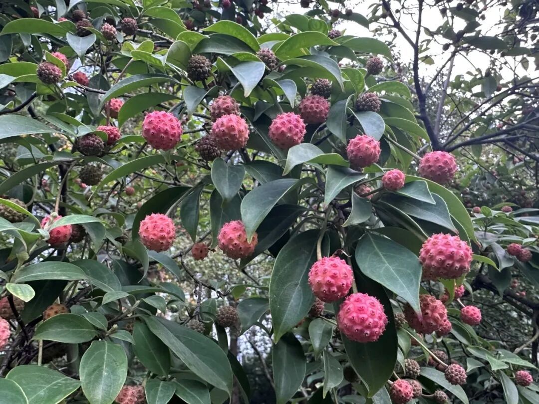 杭州的“荔枝”熟了？专家：不能吃！