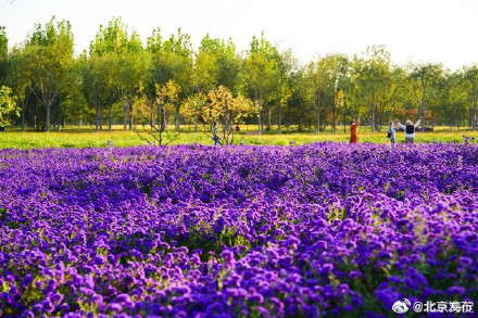 北京海淀这里,“藏”着一片紫色花海! 北京海淀这里,“藏”着一片紫色花海!