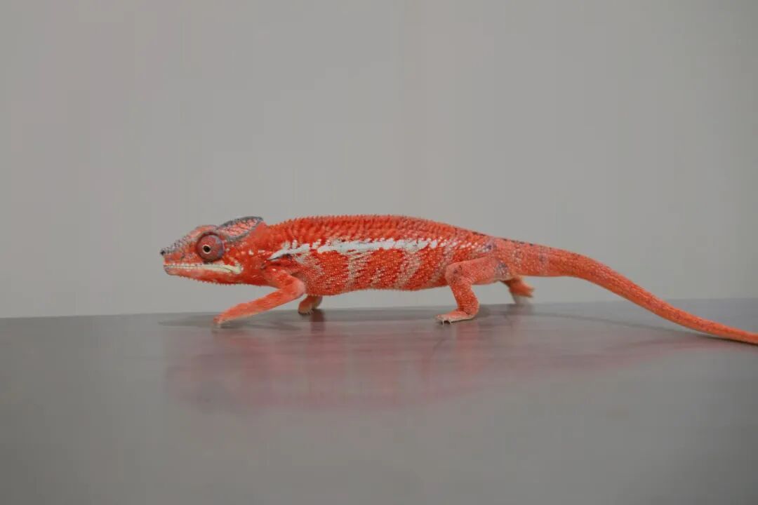 男子裤兜藏4只活体“变色龙”入境广东被查，因走路姿势极不协调被发现