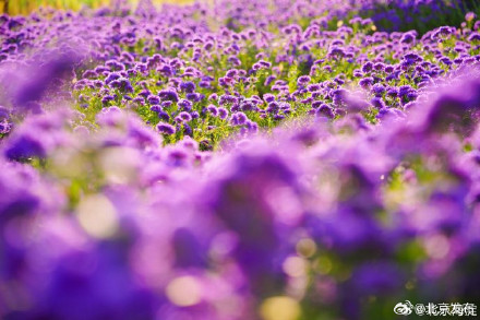 北京海淀这里,“藏”着一片紫色花海! 北京海淀这里,“藏”着一片紫色花海!