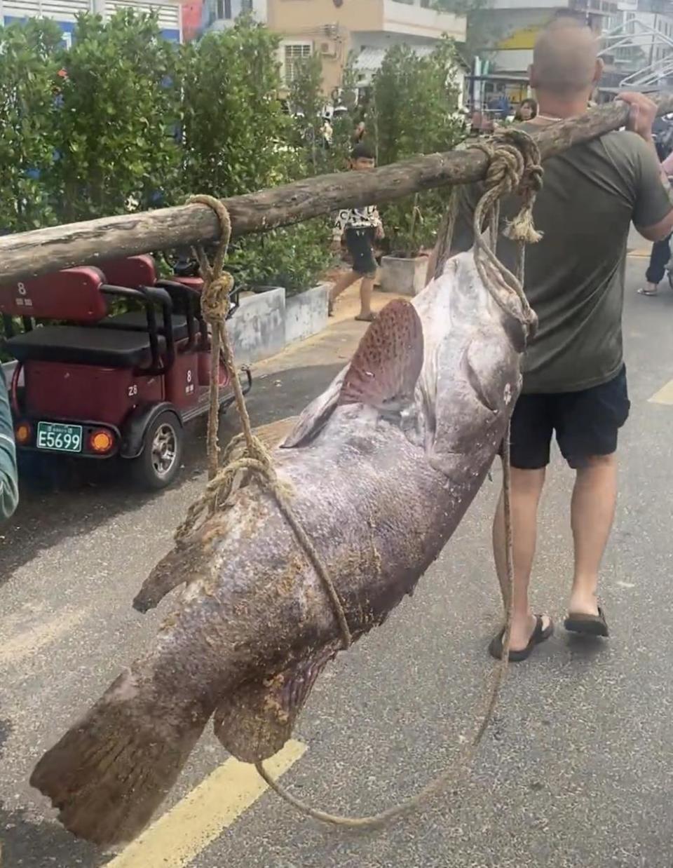 海口一渔民捕获巨型石斑鱼,目击者:个头跟猪差不多,要几个人抬着走 海口一渔民捕获巨型石斑鱼,目击者:个头跟猪差不多,要几个人抬着走