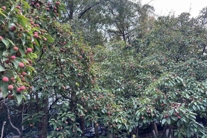 杭州的“荔枝”熟了？专家紧急提醒！