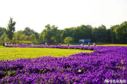 北京海淀这里,“藏”着一片紫色花海! 北京海淀这里,“藏”着一片紫色花海!