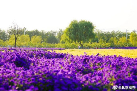 北京海淀这里,“藏”着一片紫色花海! 北京海淀这里,“藏”着一片紫色花海!