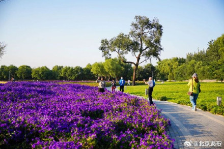 北京海淀这里,“藏”着一片紫色花海! 北京海淀这里,“藏”着一片紫色花海!