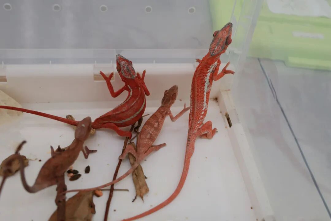 男子裤兜藏4只活体“变色龙”入境广东被查，因走路姿势极不协调被发现