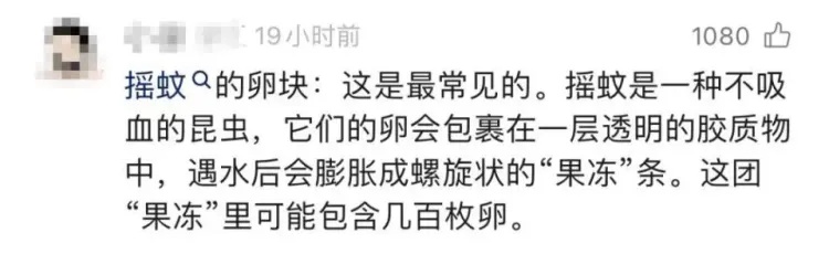 女子早起发现,隔夜水中漂浮着一串透明白色“果冻”,内有几百个……网友:再也不敢了 女子早起发现,隔夜水中漂浮着一串透明白色“果冻”,内有几百个……网友:再也不敢了