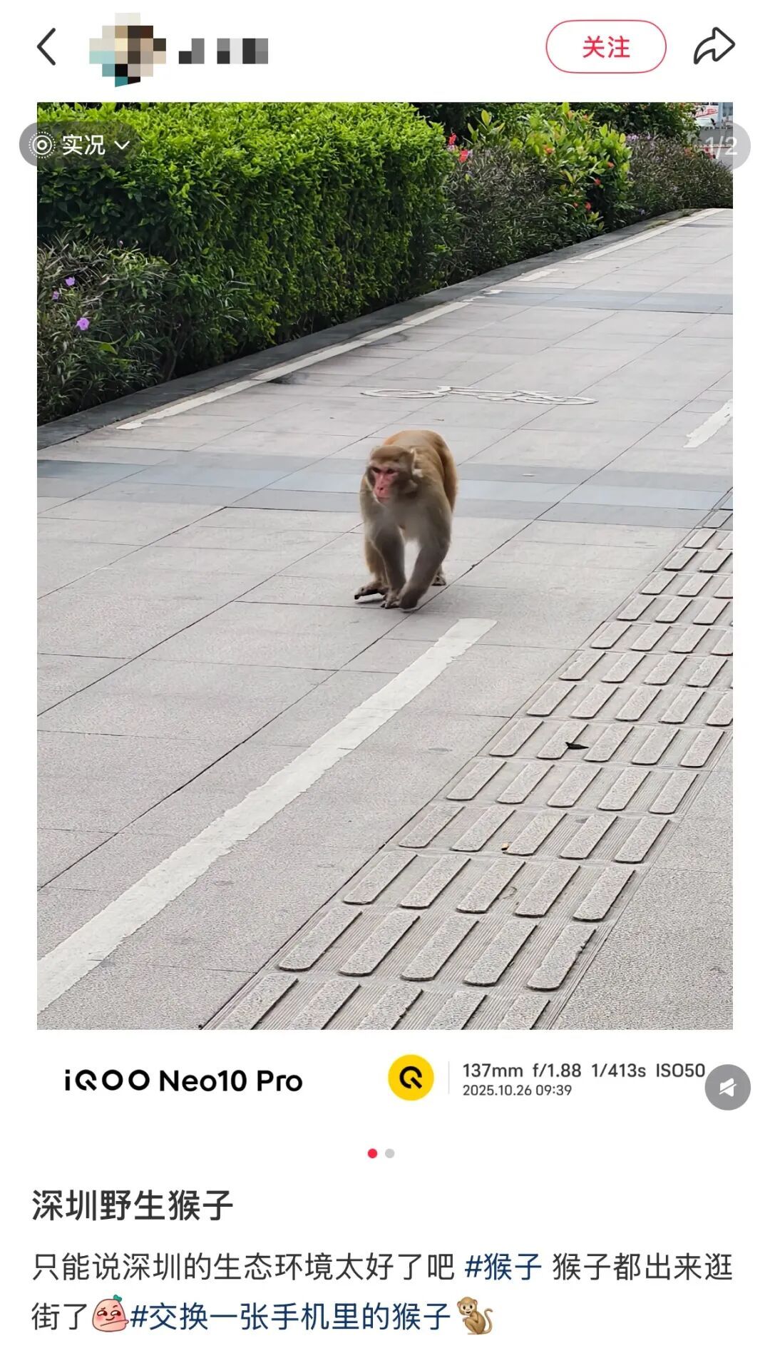 深圳街头猴哥悠闲“逛街”，多次抓捕都没成功