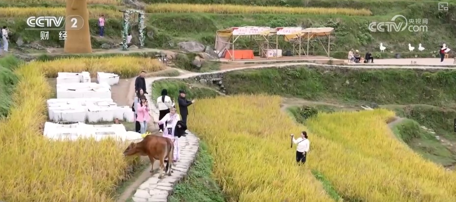 “田园风光+潮流玩法”成文旅融合新亮点 乡村旅游新消费活力十足