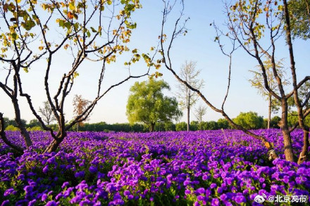 北京海淀这里,“藏”着一片紫色花海! 北京海淀这里,“藏”着一片紫色花海!