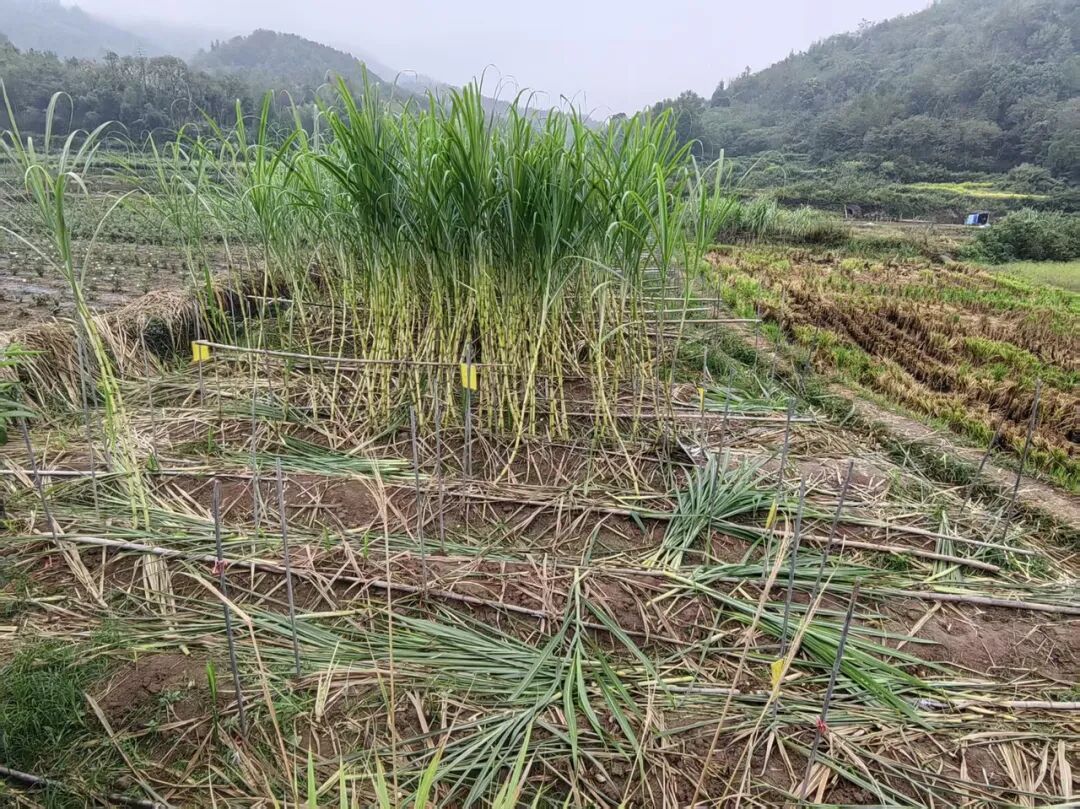 正大光明“偷”甘蔗,“小偷”们付了6000多元,图啥? 正大光明“偷”甘蔗,“小偷”们付了6000多元,图啥?