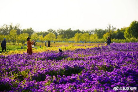 北京海淀这里,“藏”着一片紫色花海! 北京海淀这里,“藏”着一片紫色花海!