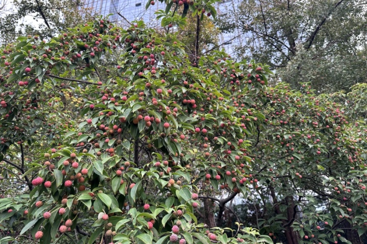 杭州的“荔枝”熟了？专家紧急提醒！