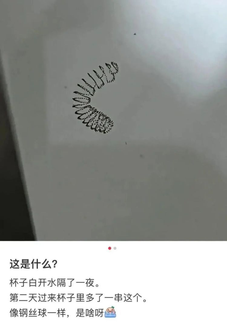 头皮发麻！女子早起发现隔夜水中漂浮着一串透明白色物体，网友：是虫卵