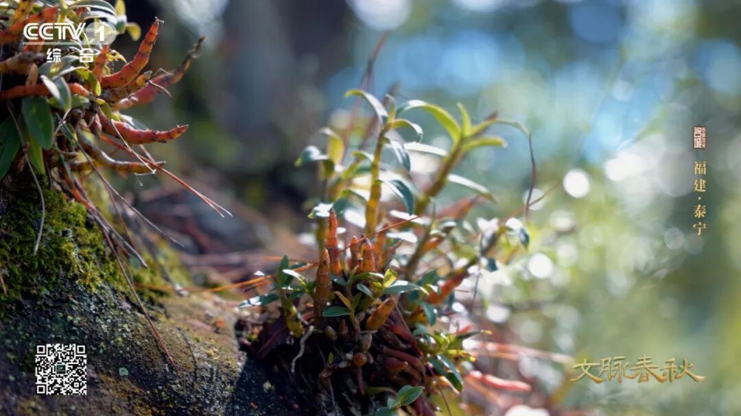 泰宁：挤在丹霞奇观里的袖珍古城