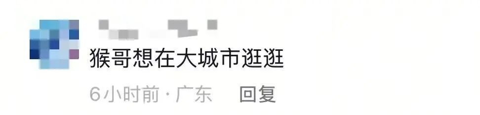 深圳街头猴哥悠闲“逛街”，多次抓捕都没成功