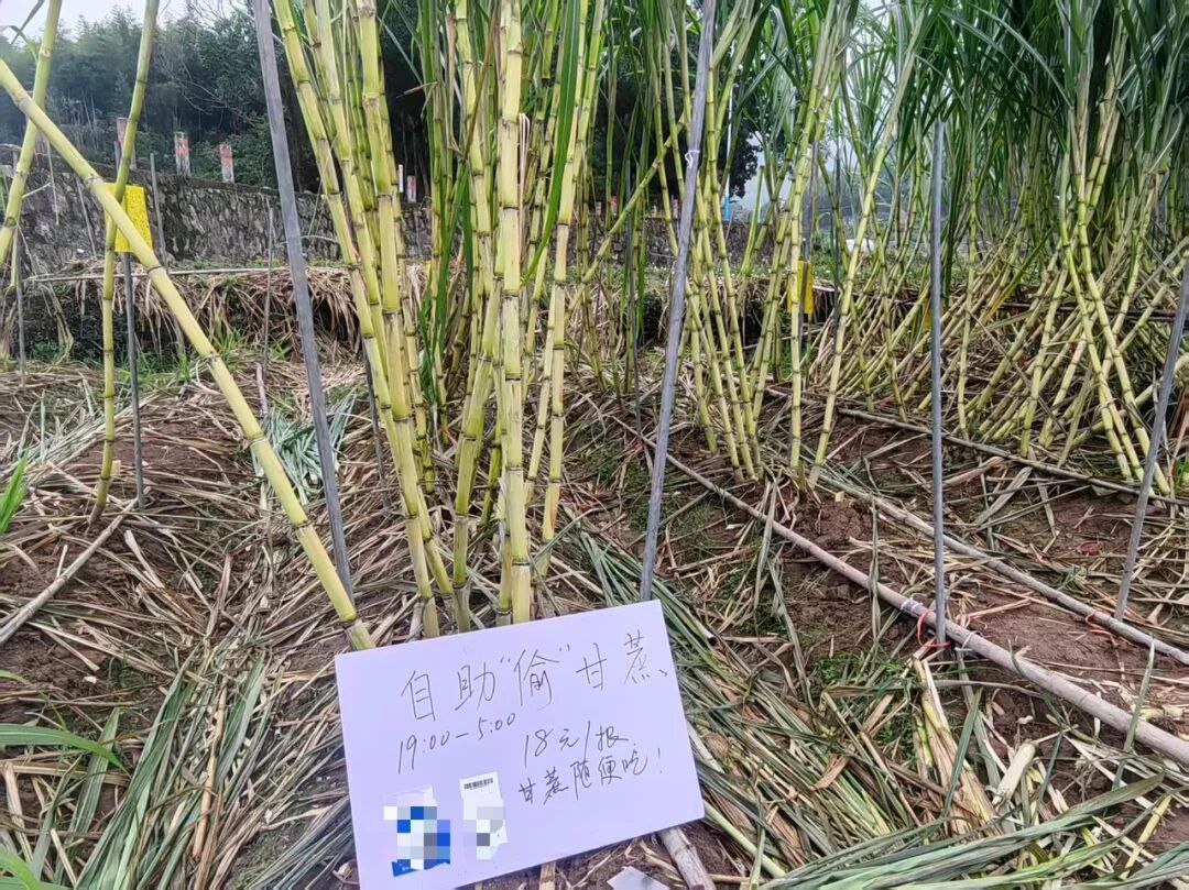 正大光明“偷”甘蔗,“小偷”们付了6000多元,图啥? 正大光明“偷”甘蔗,“小偷”们付了6000多元,图啥?