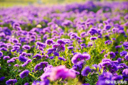 北京海淀这里,“藏”着一片紫色花海! 北京海淀这里,“藏”着一片紫色花海!