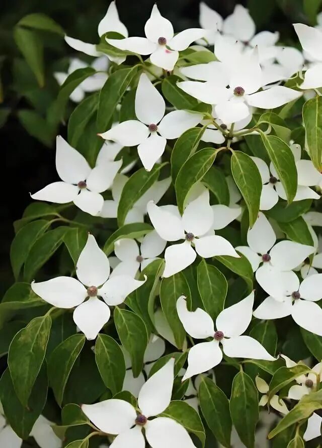 杭州的“荔枝”熟了？能不能吃啊？专家回应