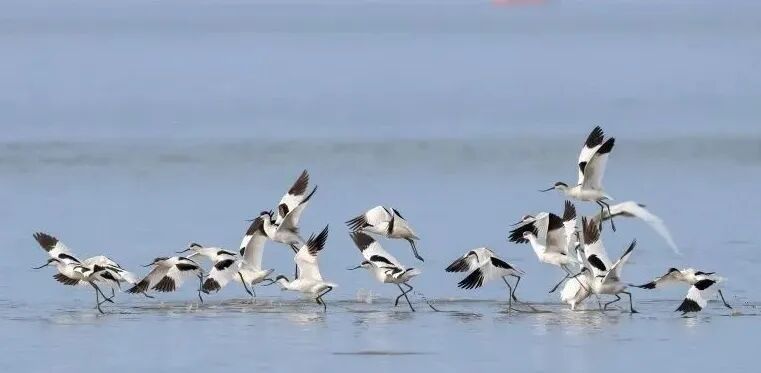 黑脸琵鹭群来了！深圳的黄金观鸟季开启→