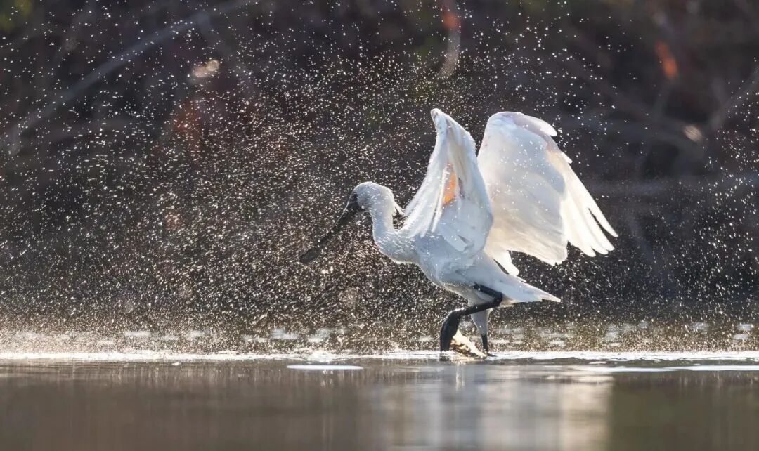 黑脸琵鹭群来了！深圳的黄金观鸟季开启→