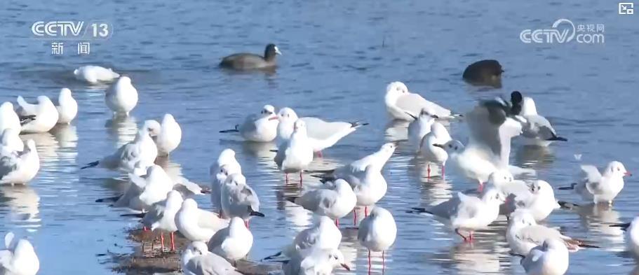 成效显著 我国鸟类濒危物种种群数量稳增