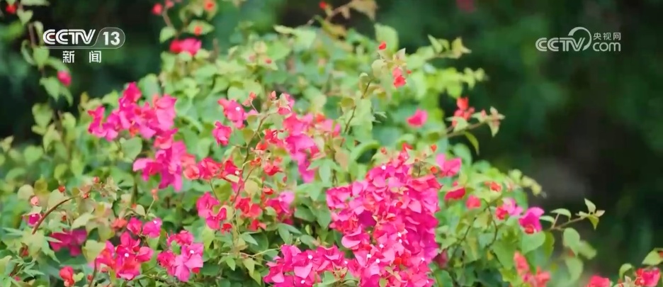 各地迎来秋日“限定版”美景 “文旅+”新场景新业态激发“赏秋经济”活力 各地迎来秋日“限定版”美景 “文旅+”新场景新业态激发“赏秋经济”活力