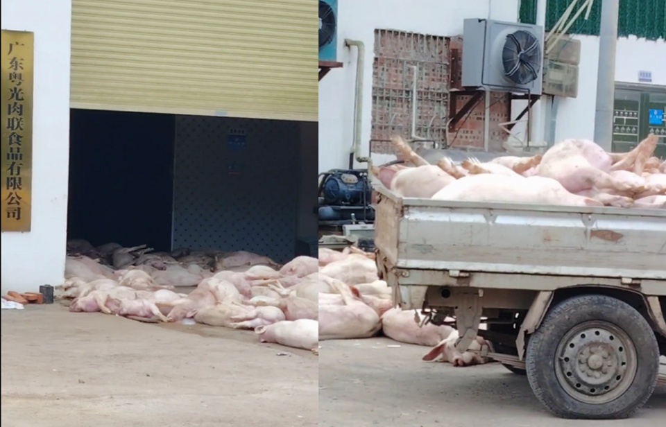 广东一肉联公司门口堆满死猪，官方：7人被控制