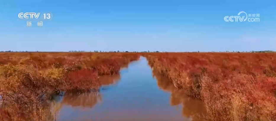 各地迎来秋日“限定版”美景 “文旅+”新场景新业态激发“赏秋经济”活力 各地迎来秋日“限定版”美景 “文旅+”新场景新业态激发“赏秋经济”活力