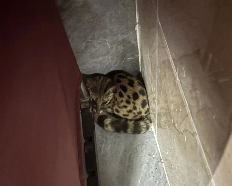 甘女士深夜来电:“我家有个毛茸茸的东西,不敢动!” 甘女士深夜来电:“我家有个毛茸茸的东西,不敢动!”