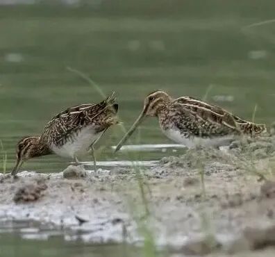 黑脸琵鹭群来了！深圳的黄金观鸟季开启→