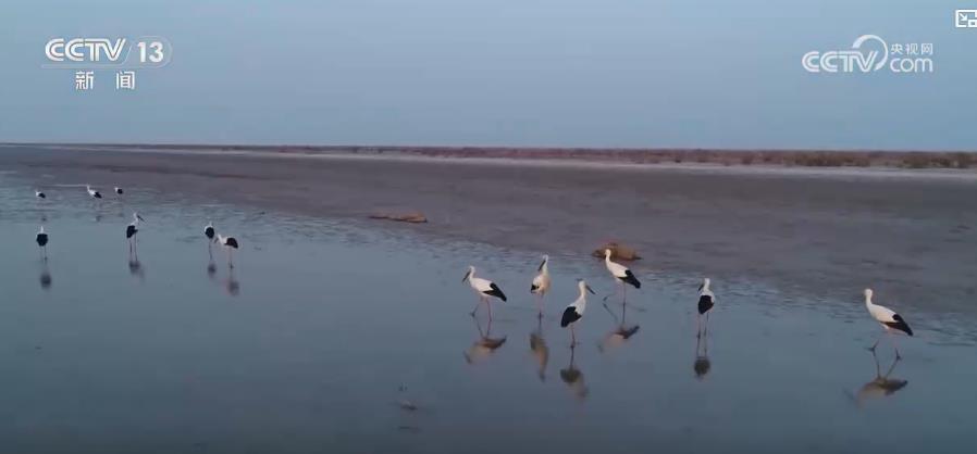 成效显著 我国鸟类濒危物种种群数量稳增