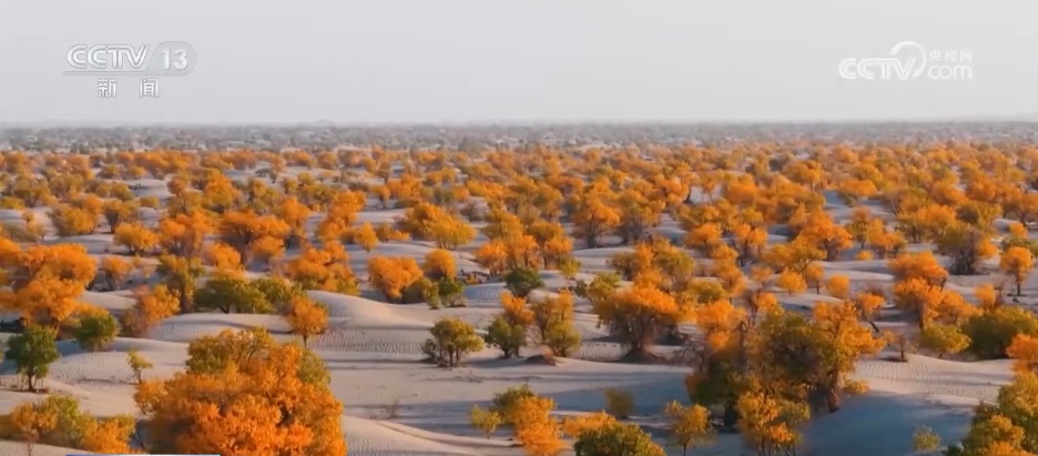 各地迎来秋日“限定版”美景 “文旅+”新场景新业态激发“赏秋经济”活力 各地迎来秋日“限定版”美景 “文旅+”新场景新业态激发“赏秋经济”活力