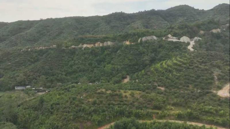 江西上饶:209万亩油茶迎丰收 无人机空中调运助力运输 江西上饶:209万亩油茶迎丰收 无人机空中调运助力运输