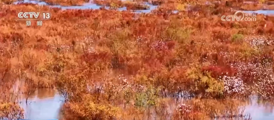 各地迎来秋日“限定版”美景 “文旅+”新场景新业态激发“赏秋经济”活力 各地迎来秋日“限定版”美景 “文旅+”新场景新业态激发“赏秋经济”活力