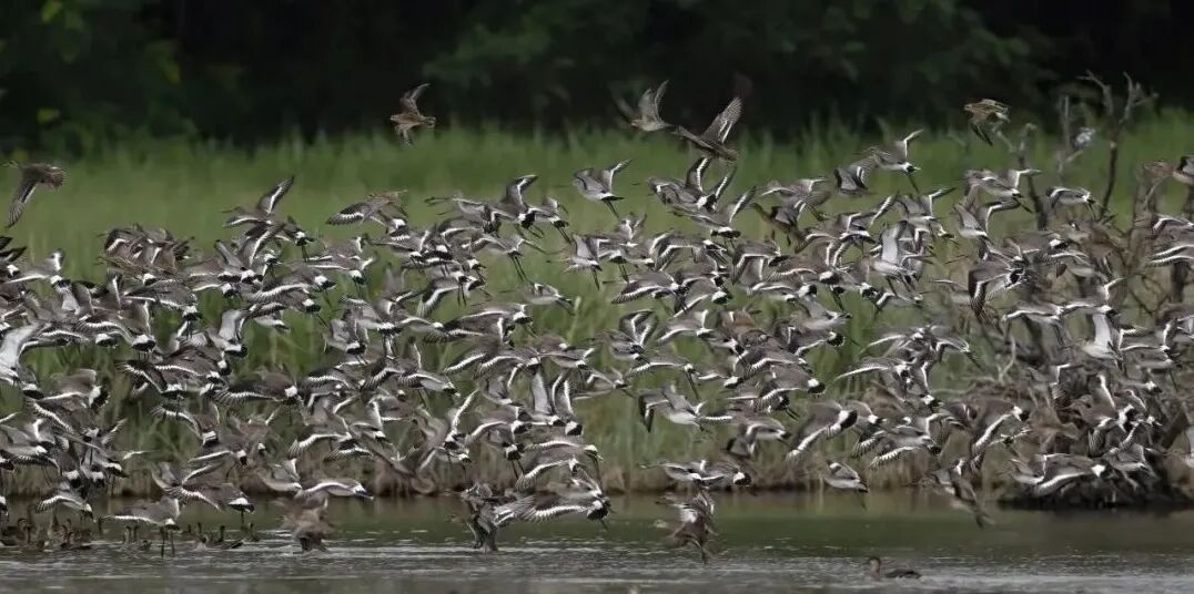 黑脸琵鹭群来了！深圳的黄金观鸟季开启→