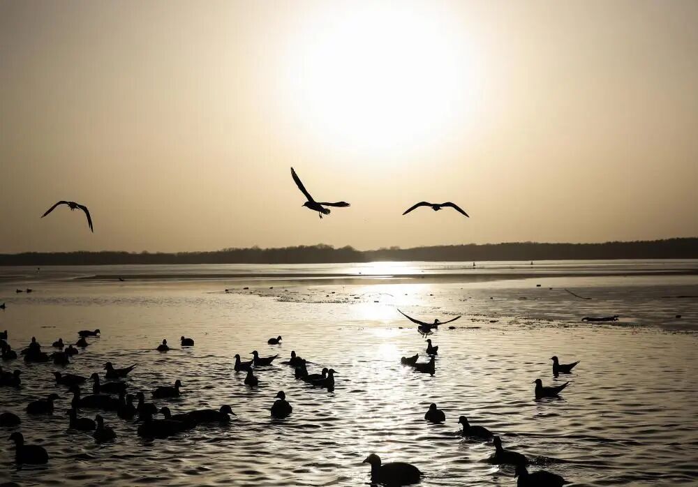 “反常”!禽流感在德国快速蔓延,已扑杀约40万只禽类 “反常”!禽流感在德国快速蔓延,已扑杀约40万只禽类