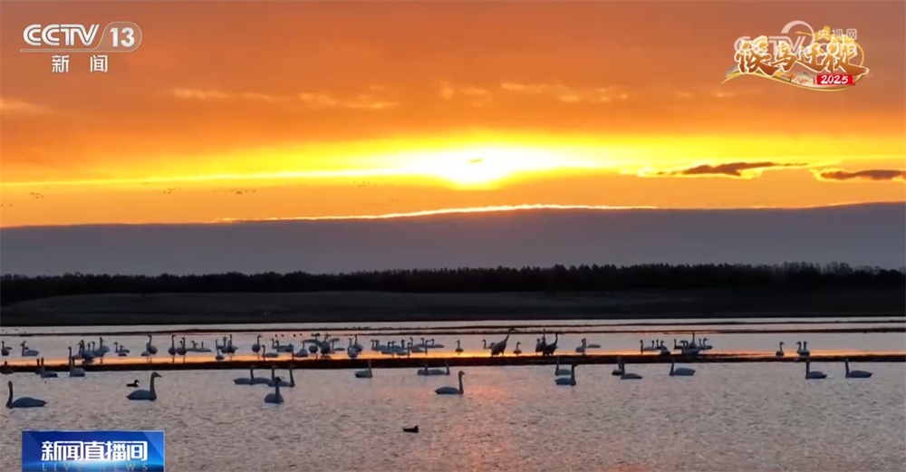 候鸟翔集绘生态新篇 “天空地一体化”监测网络体现迁徙路上的“中国温度”