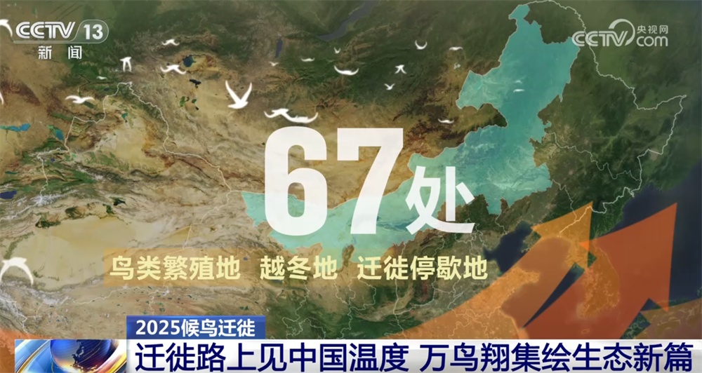 候鸟翔集绘生态新篇 “天空地一体化”监测网络体现迁徙路上的“中国温度”