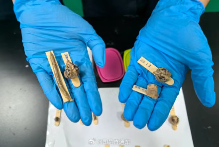 海关查获7种外来螳螂卵鞘