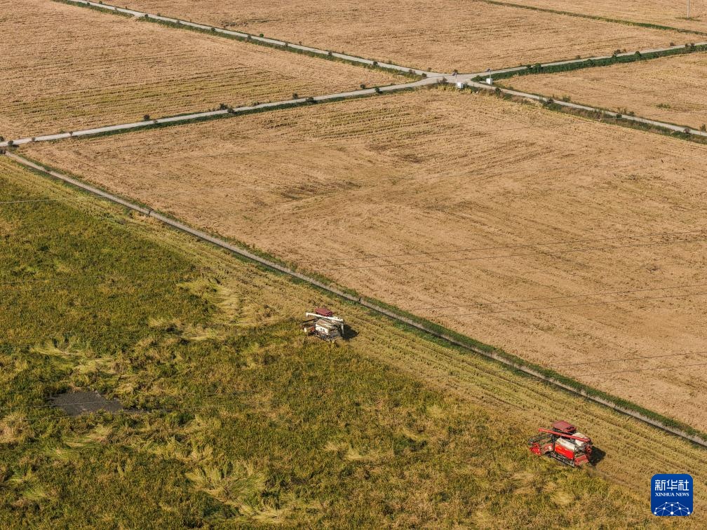 浙江湖州：万亩水稻迎丰收