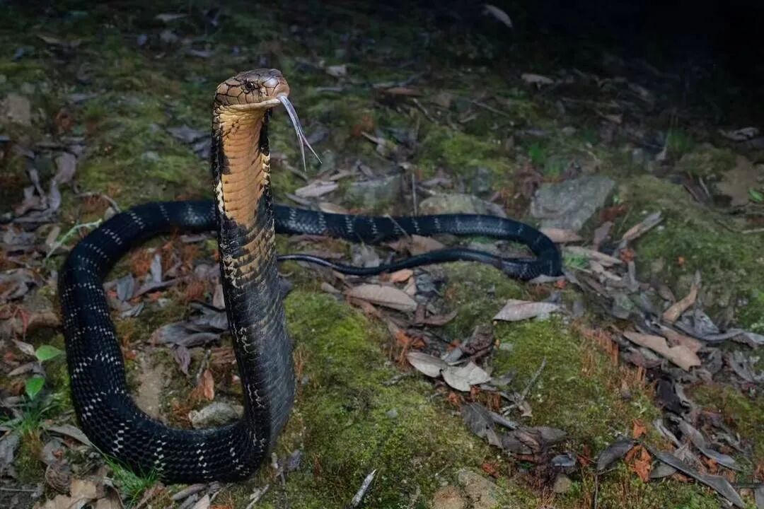 女子错把眼镜王蛇窝当“天然蹦床”?专家辟谣:眼镜王蛇蛇窝不长这样 女子错把眼镜王蛇窝当“天然蹦床”?专家辟谣:眼镜王蛇蛇窝不长这样