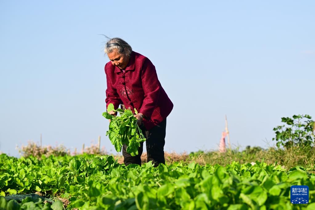 新职业故事丨飞无人机 直播带货 82岁奶奶成了“新农人” 新职业故事丨飞无人机 直播带货 82岁奶奶成了“新农人”