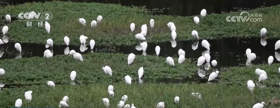秋日湿地尽显勃勃生机 候鸟蹁跹绘就大美中国生态图景