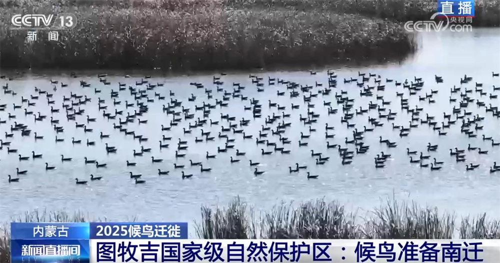 候鸟翔集绘生态新篇 “天空地一体化”监测网络体现迁徙路上的“中国温度”