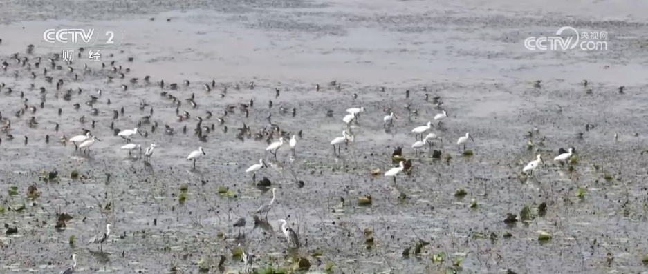 秋日湿地尽显勃勃生机 候鸟蹁跹绘就大美中国生态图景
