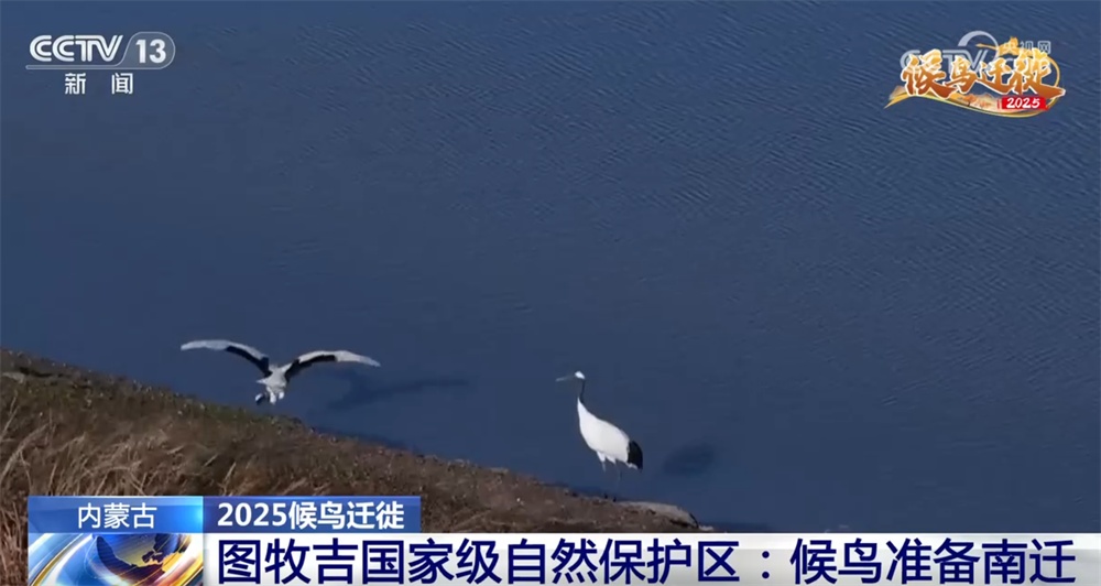 候鸟翔集绘生态新篇 “天空地一体化”监测网络体现迁徙路上的“中国温度”