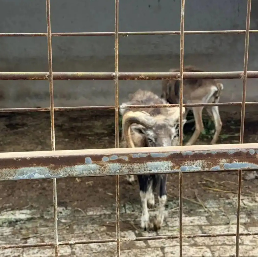 票价20元！最“寒酸”动物园火了！仅有一位七旬安徽宿州老人管理