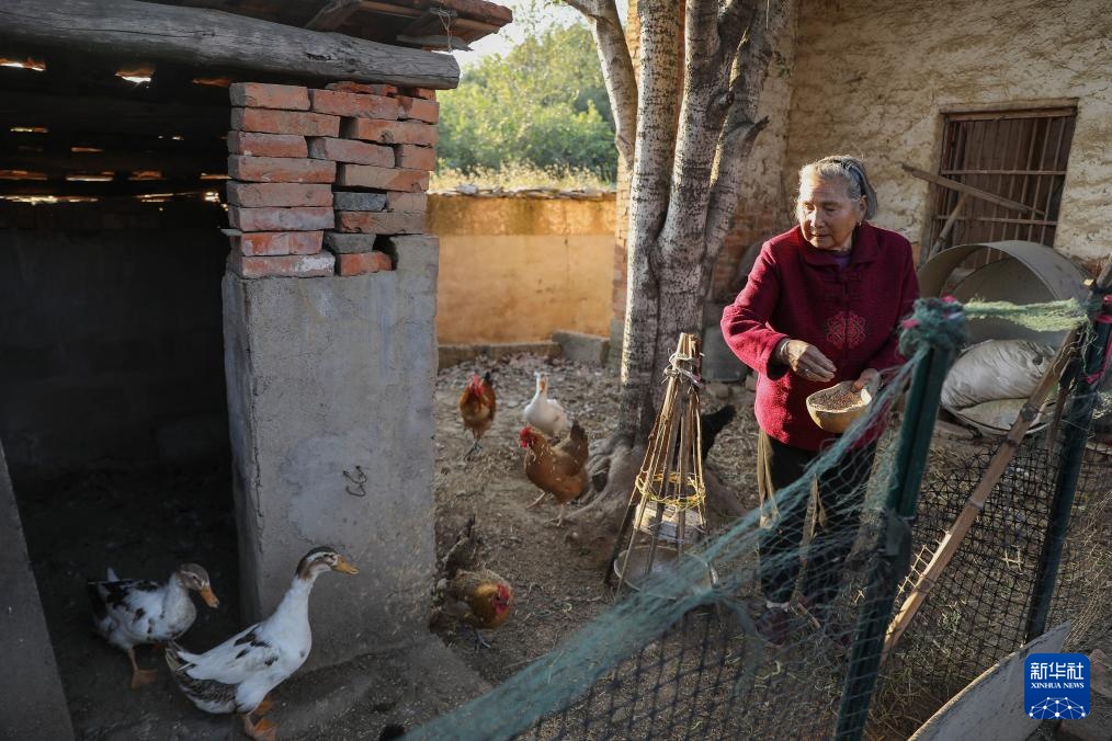 新职业故事丨飞无人机 直播带货 82岁奶奶成了“新农人” 新职业故事丨飞无人机 直播带货 82岁奶奶成了“新农人”